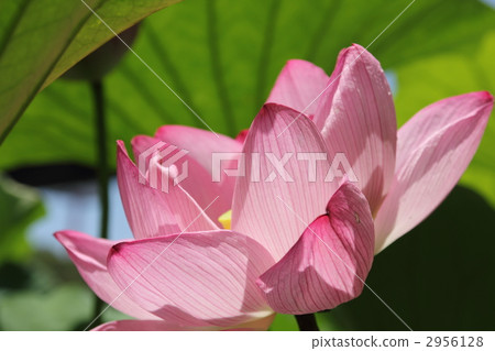 蓮 蓮花 荷花 2956128