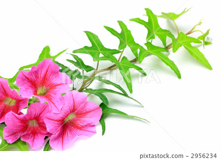 Petunia and Ivy 2956234