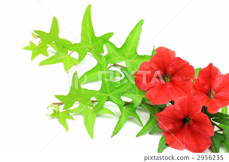 矮牽牛和常春藤 2956235