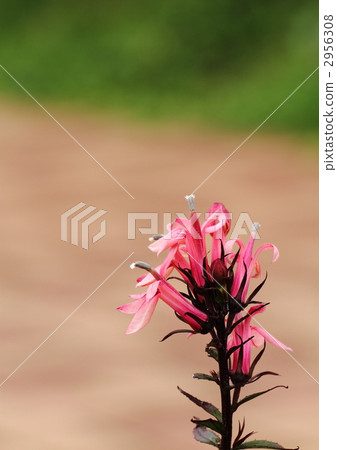 紅色花竹子花 紅色花竹子花 2956308