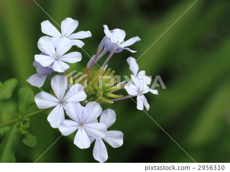 Cool Rurimatsuri flower 2956310