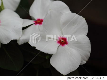 Everyday grass white eye 2956314