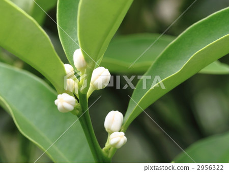 Kin-c的花蕾 2956322