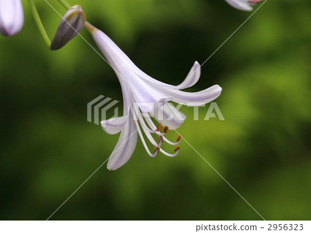 百子蓮花的特寫 百子蓮花的特寫 2956323