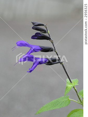 Flowers of Medosage (Salvia / Guaranica) 2956325