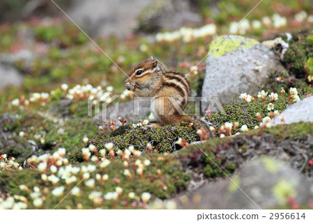 Nipesotsu mountain Iwaume and Chipmunk 2956614