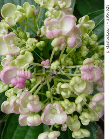Hydrangea 2956629