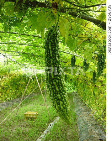 bitter melon, balsam pear, charantia 2956739