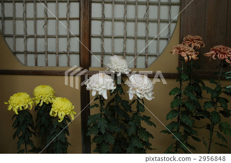 菊花和圓窗 2956848