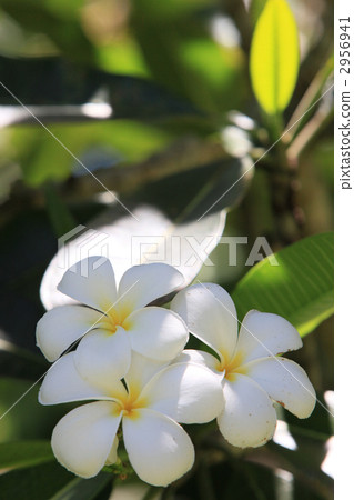 赤素馨花盛開在凱恩斯 2956941