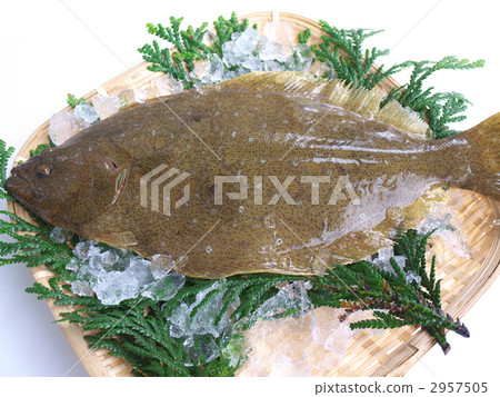 比目魚 2957505