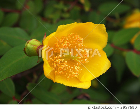 Quincebai Quincebai 2957690