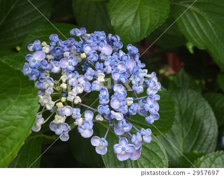 馬鯖魚 馬鯖魚 2957697