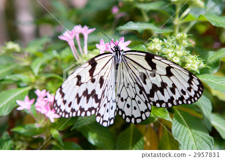 rice paper butterfly, tree nymph butterfly, insect 2957831