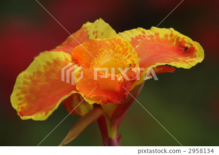 canna, bloom, blossom 2958134