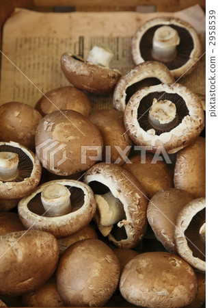 brown mushroom, crimini mushroom, mushroom 2958539