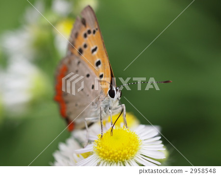 Bennisimi Bennisimi 2958548