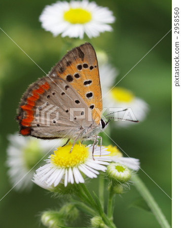Lycaena phlaeas 2958560