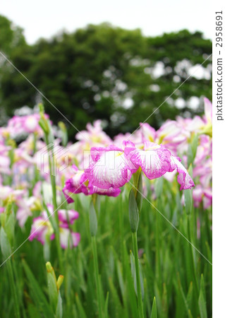 愛麗思花園 掛川市 加茂 2958691