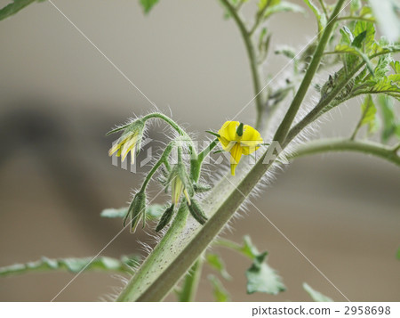 番茄花和芽 番茄花和芽 2958698