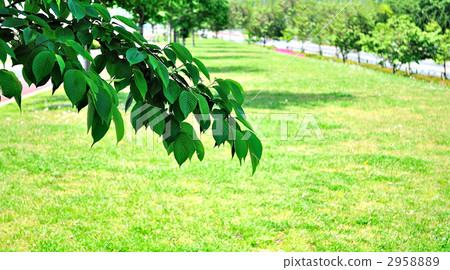 櫻桃樹 櫻桃樹 2958889