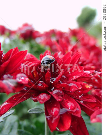 Zakurugi and Namitentou Zakurugi and Namitentou 2958892