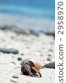 Hermit crab 2958970