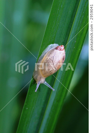 Oka mono aragai 2959041