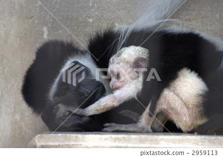 abyssinian colobus, parenthood, parent and child 2959113