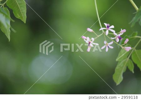 satinwood flowers, chinaberry, white cedar 2959118