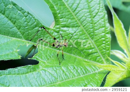 Asegrot Rumous 2959121