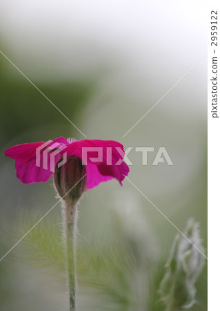 玫瑰坎皮恩 毛蕊花粉紅 花瓣 2959122