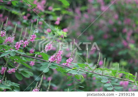 日本三葉花 植物 植物學 2959136