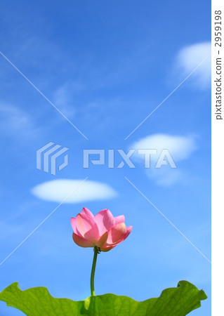 Oga蓮花和藍天和雲彩 2959198