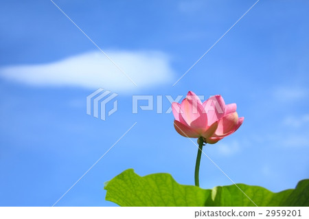 Oga蓮花和藍天和雲彩 2959201