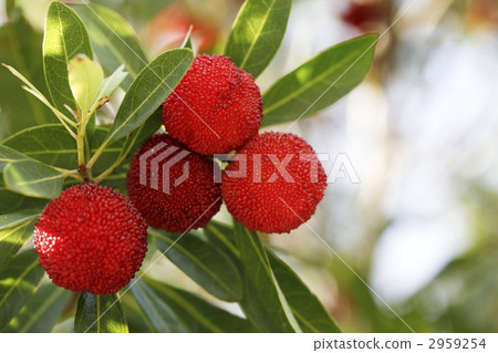 wax myrtle, japanese bayberry, bayberry 2959254
