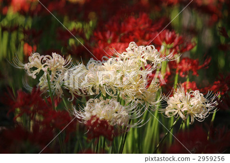 cluster amaryllis, bloom, blossom 2959256
