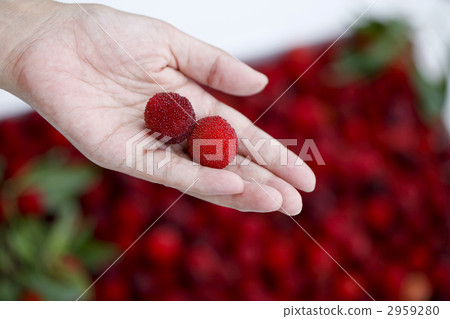 bayberry, wax myrtle, myrica rubra 2959280