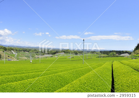 這是靜岡縣新茶季的茶園。 這是靜岡縣新茶季的茶園。 2959315
