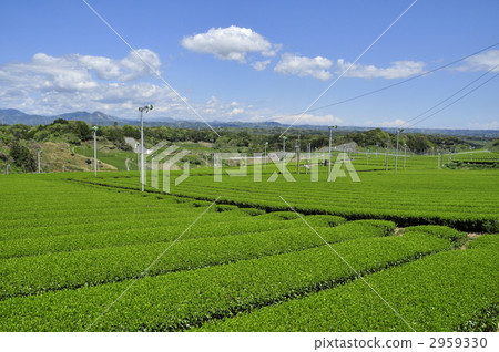 It is a tea plantation in Shizuoka prefecture's new tea season. It is a tea plantation in Shizuoka prefecture's new tea season. 2959330