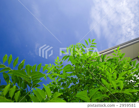 Image of the house 2959581