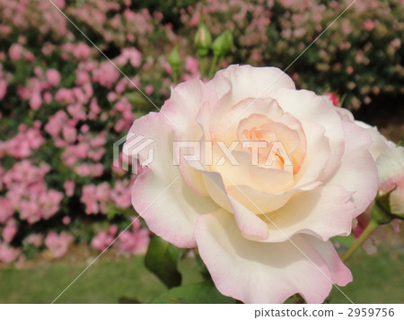 花朵 花 花卉 2959756