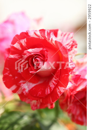 blurring, senility, design 2959922