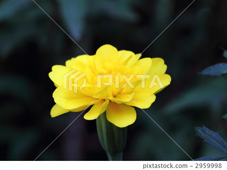 Brilliant yellow French marigold 2959998