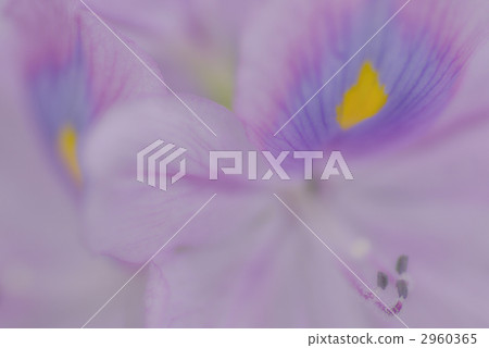 eichhornia crassipes, water hyacinth, waterweed 2960365