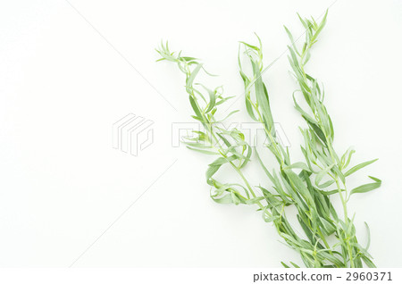 法國龍蒿（草藥） 2960371