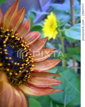 我也向日葵<長度> 我也向日葵<長度> 2960557