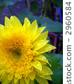 雨升起的莫奈向日葵<垂直> 2960584