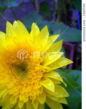 雨升起的莫奈向日葵<垂直> 2960584