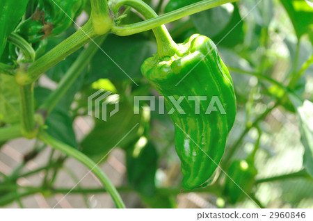 Bell Peppers, bell pepper, green pepper 2960846